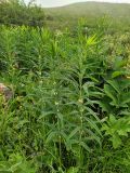 Polygonatum verticillatum