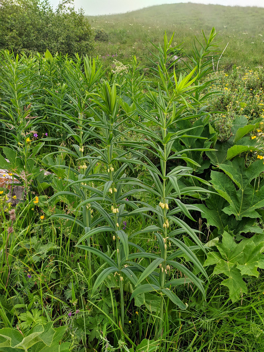 Изображение особи Polygonatum verticillatum.