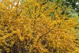 Vachellia farnesiana. Часть кроны цветущего дерева. Израиль, г. Иерусалим, ботанический сад университета. 01.05.2019.