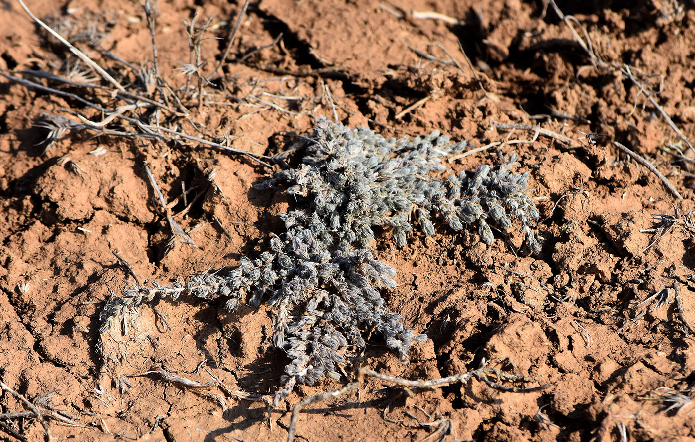 Image of Camphorosma monspeliaca specimen.