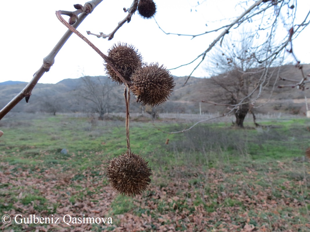 Image of Platanus orientalis specimen.