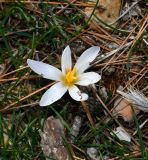 Crocus hermoneus