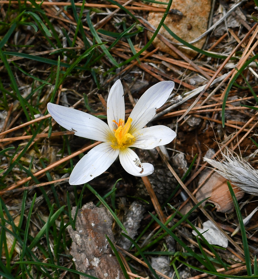 Image of Crocus hermoneus specimen.