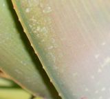 Aloe buhrii. Фрагмент поверхности листа. Израиль, Иудейские горы, г. Иерусалим, ботанический сад университета. 15.02.2022.