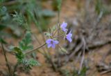 Erodium ciconium