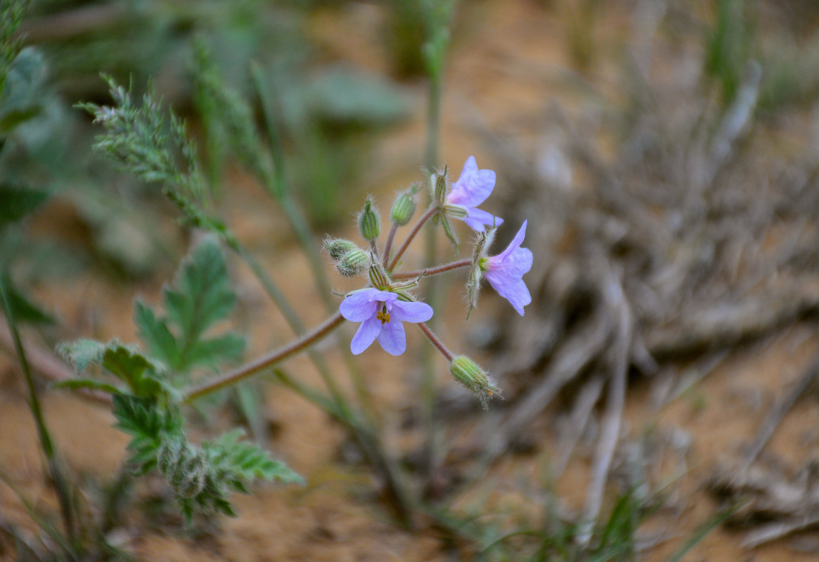 Изображение особи Erodium ciconium.