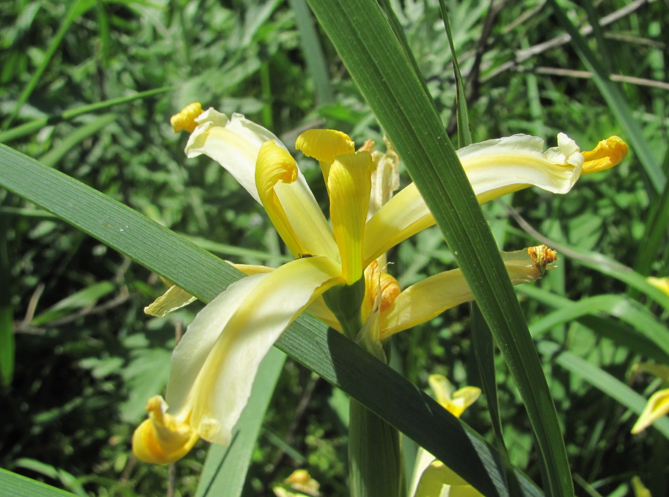 Image of Iris halophila specimen.