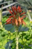 Aloe arborescens