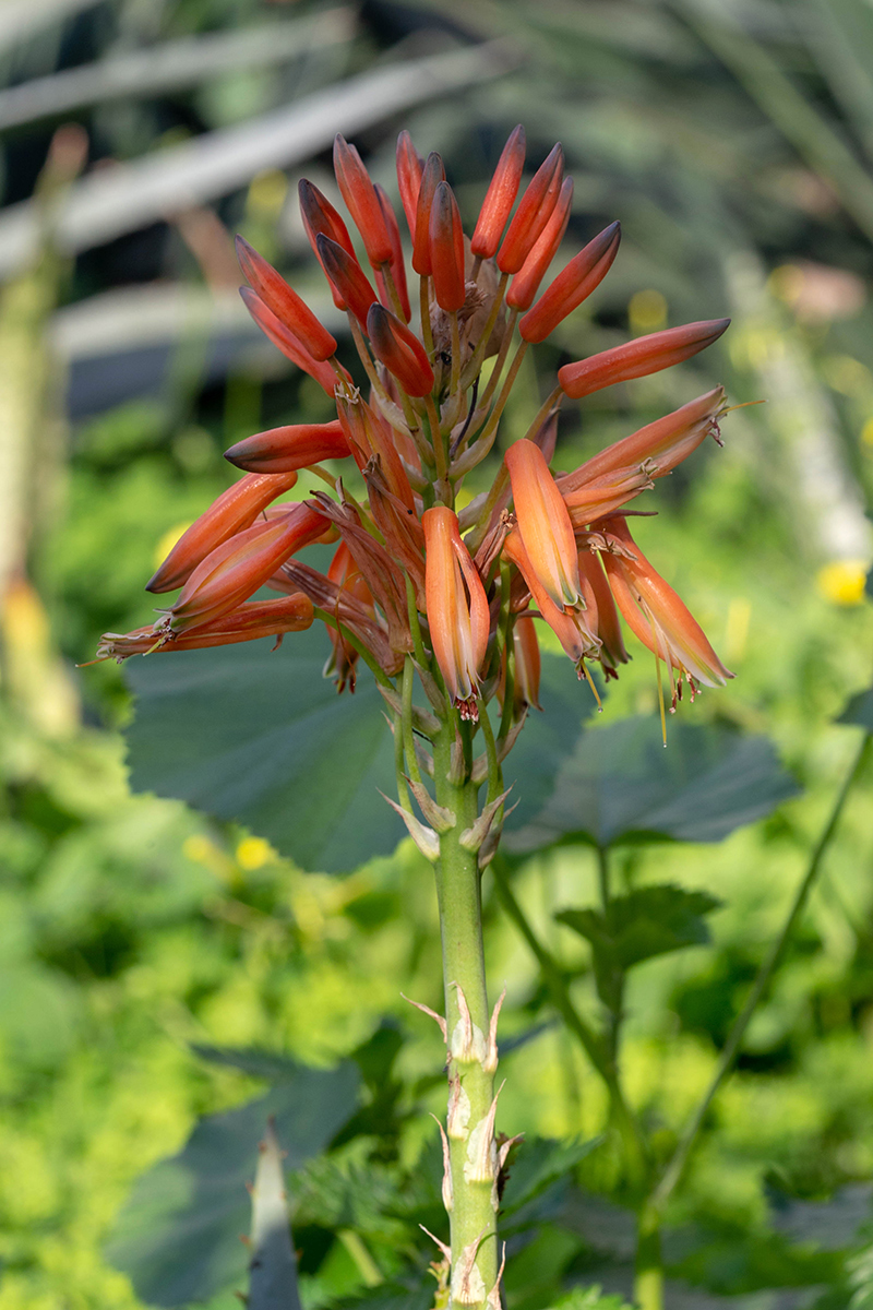 Изображение особи Aloe arborescens.