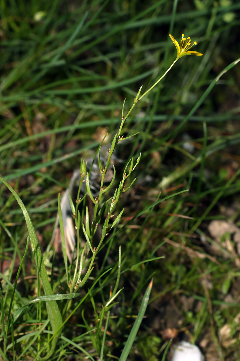 Изображение особи Gagea gageoides.