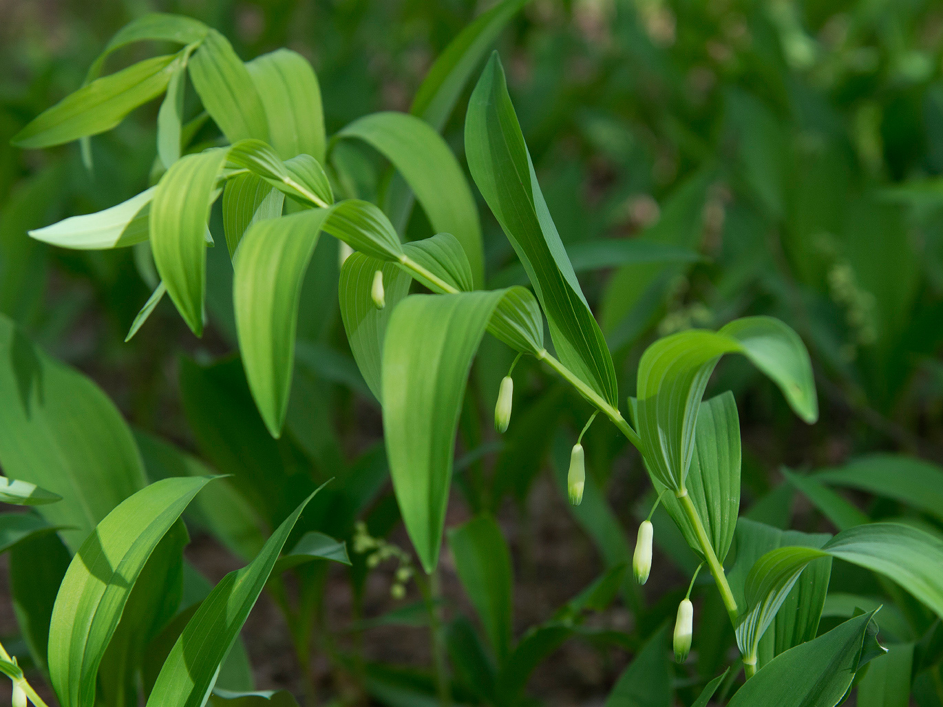 Изображение особи Polygonatum odoratum.