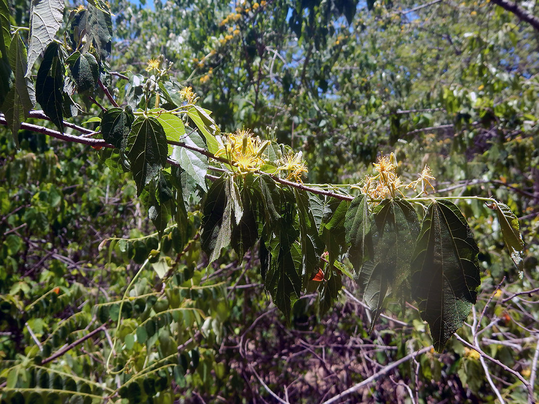 Image of genus Grewia specimen.