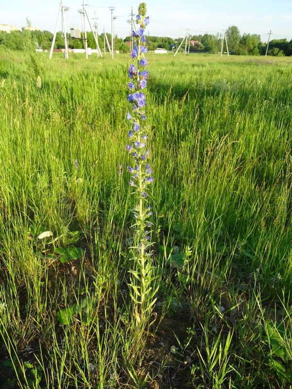 Изображение особи Echium vulgare.