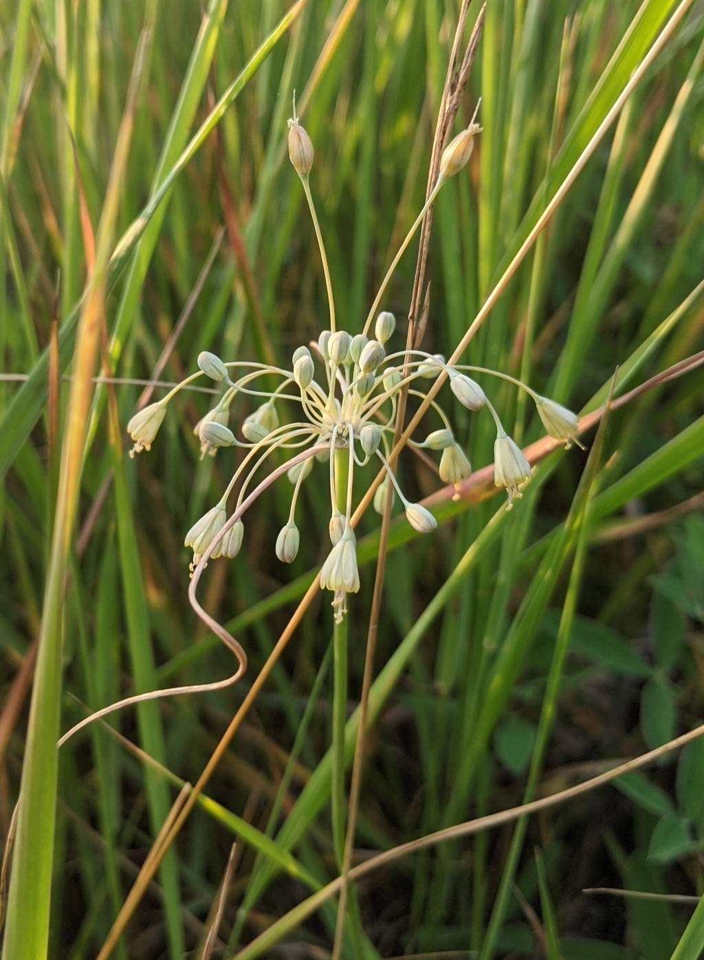 Image of Allium paczoskianum specimen.