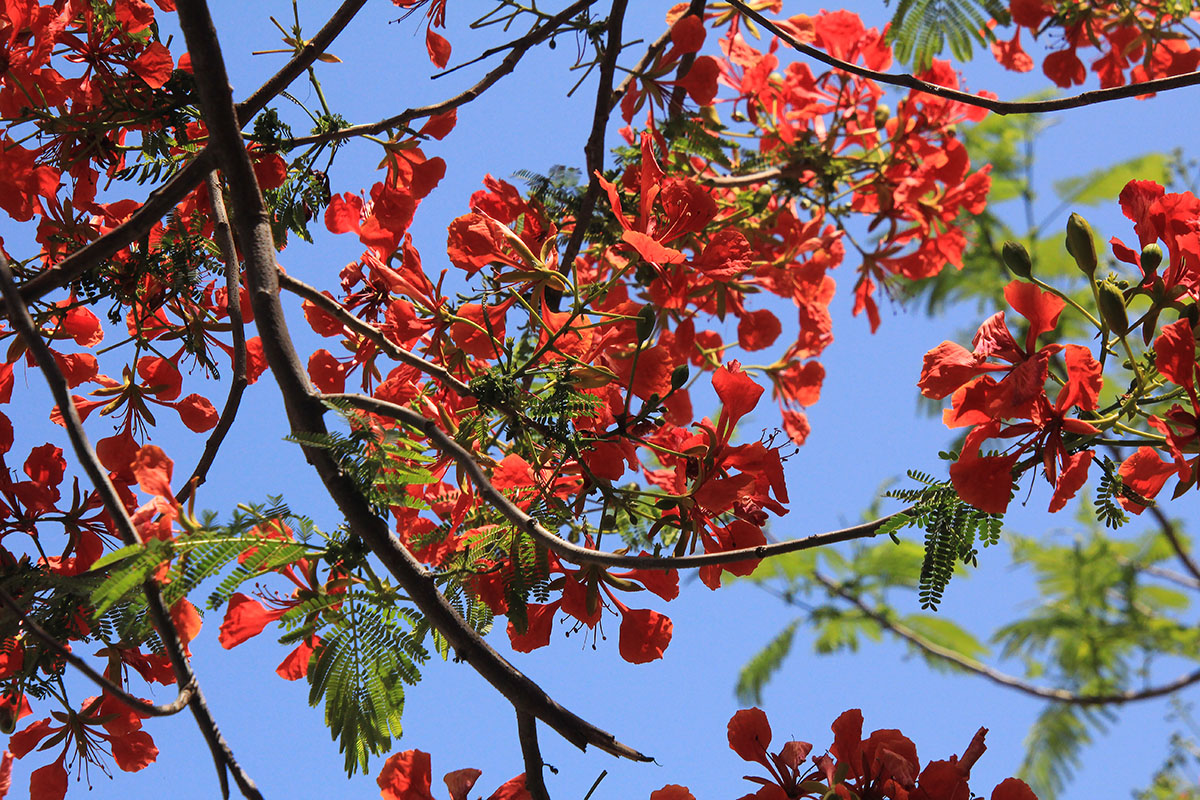 Изображение особи Delonix regia.