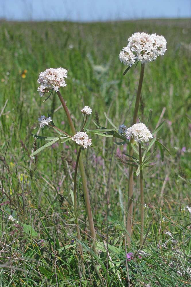 Изображение особи Valeriana tuberosa.