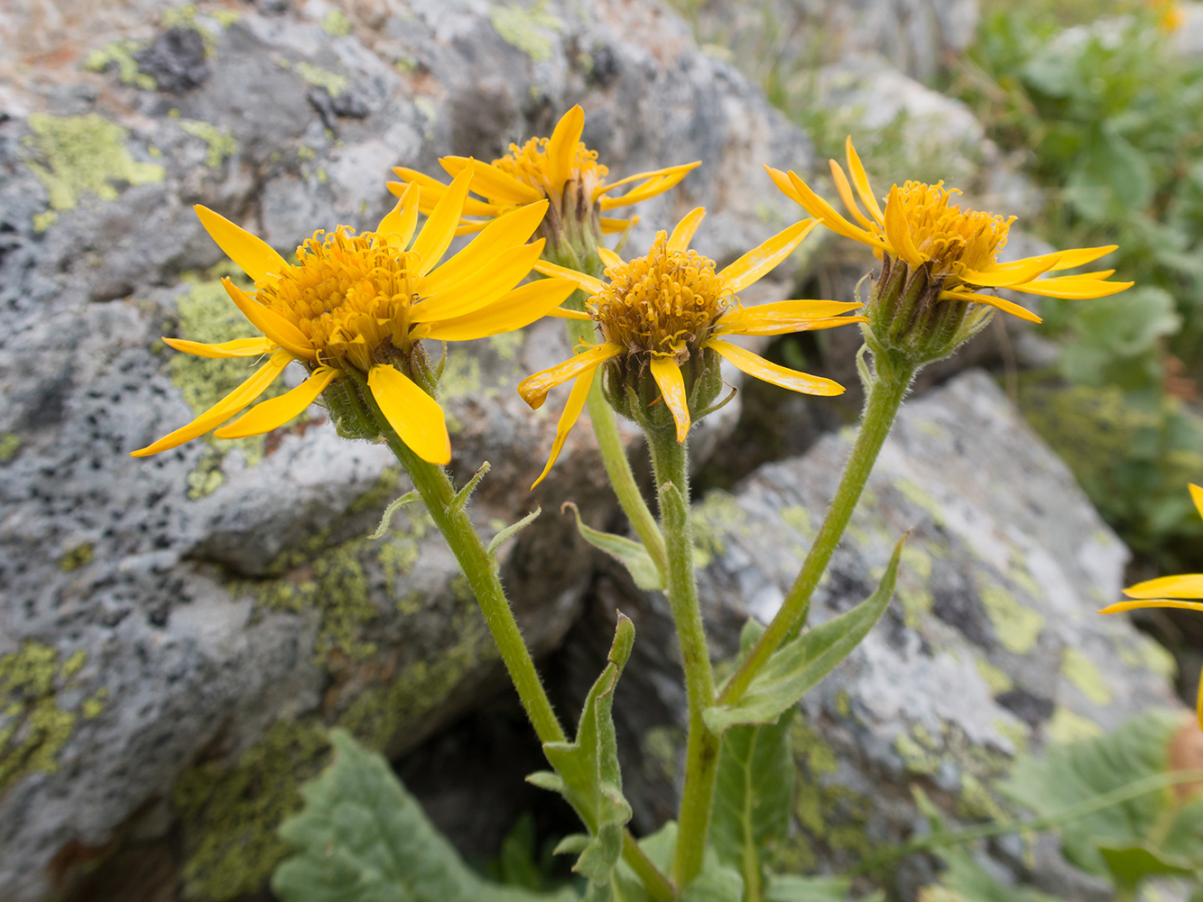 Image of Senecio taraxacifolius specimen.