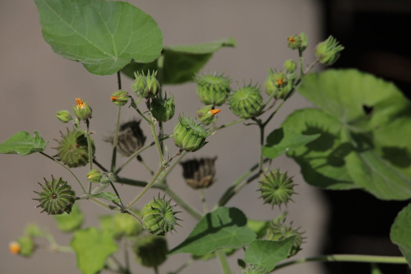 Image of Abutilon theophrasti specimen.