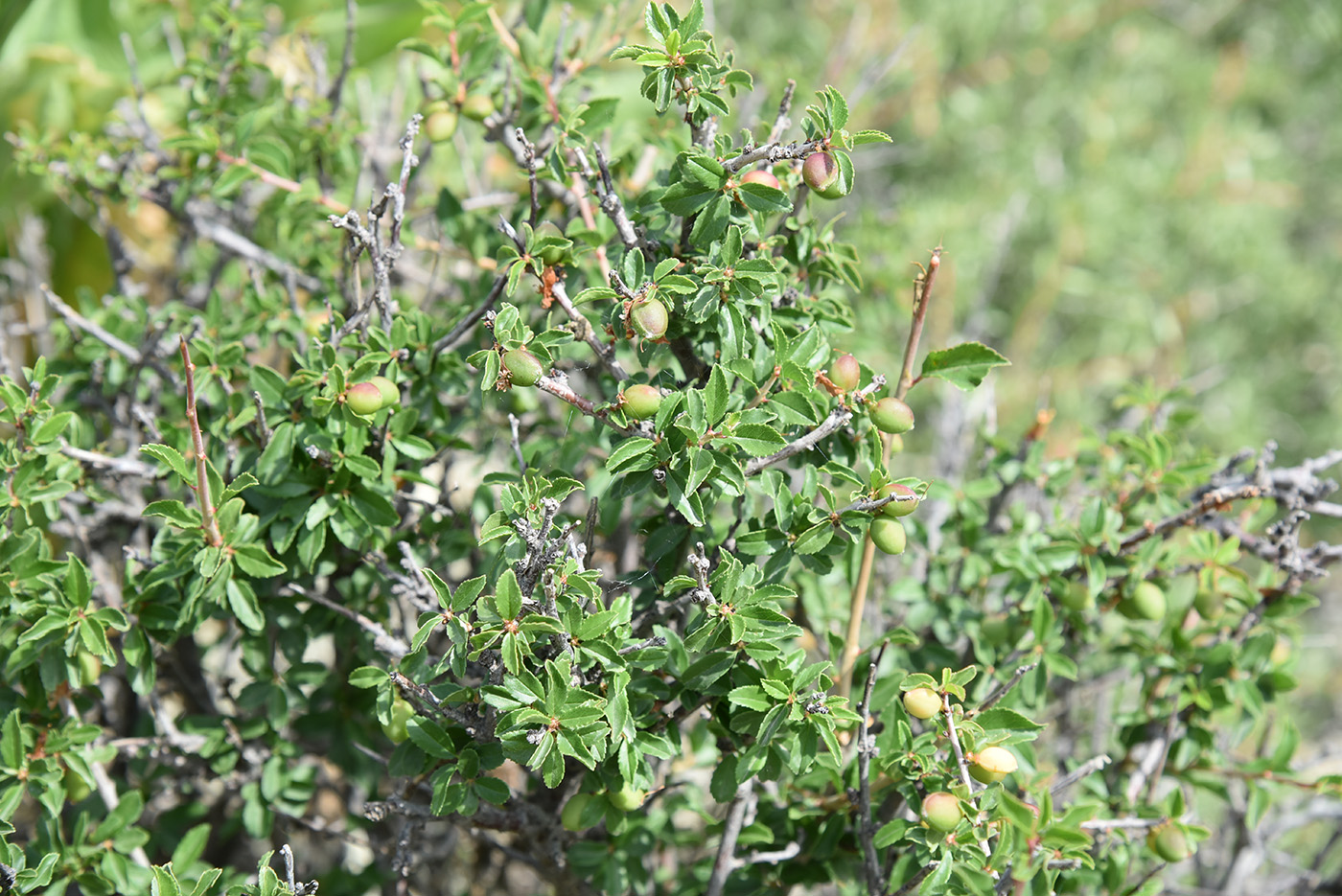 Image of Cerasus tianshanica specimen.