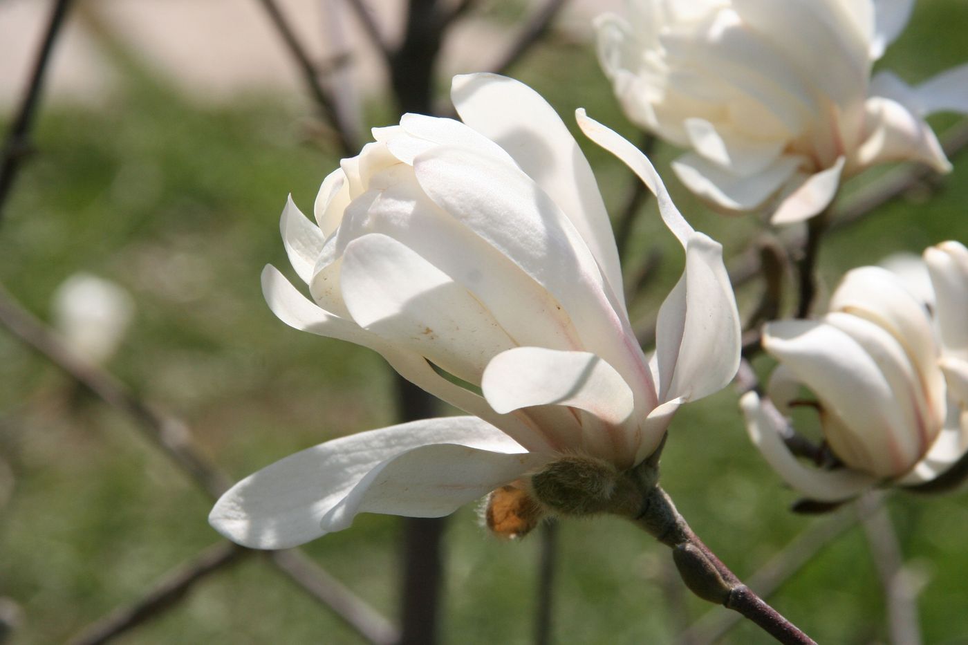 Image of genus Magnolia specimen.