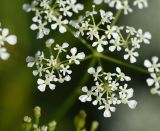 семейство Apiaceae. Элементарные соцветия. Республика Ингушетия, Джейрахский р-н, заброшенное селение Эгикхал, луг рядом с башнями. 22 июня 2022 г.