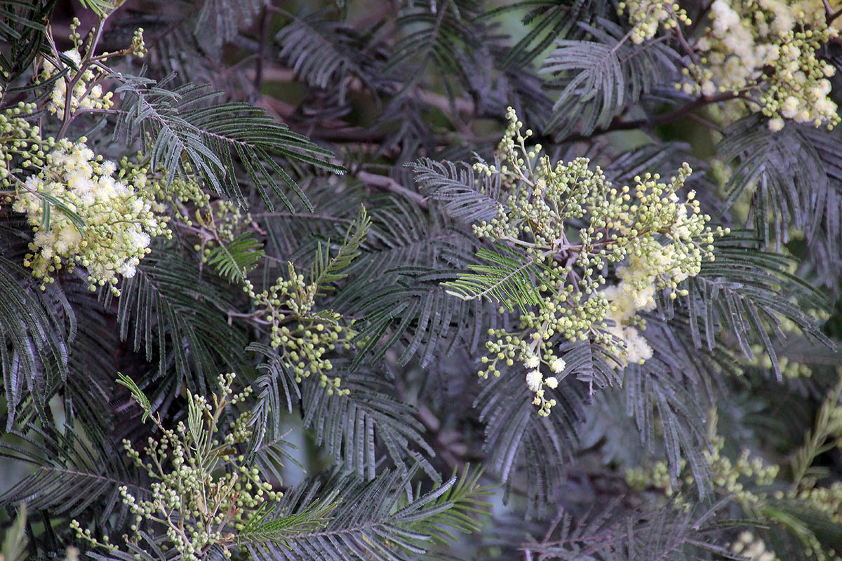 Изображение особи семейство Fabaceae.