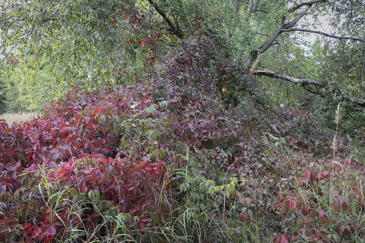 Image of Parthenocissus inserta specimen.