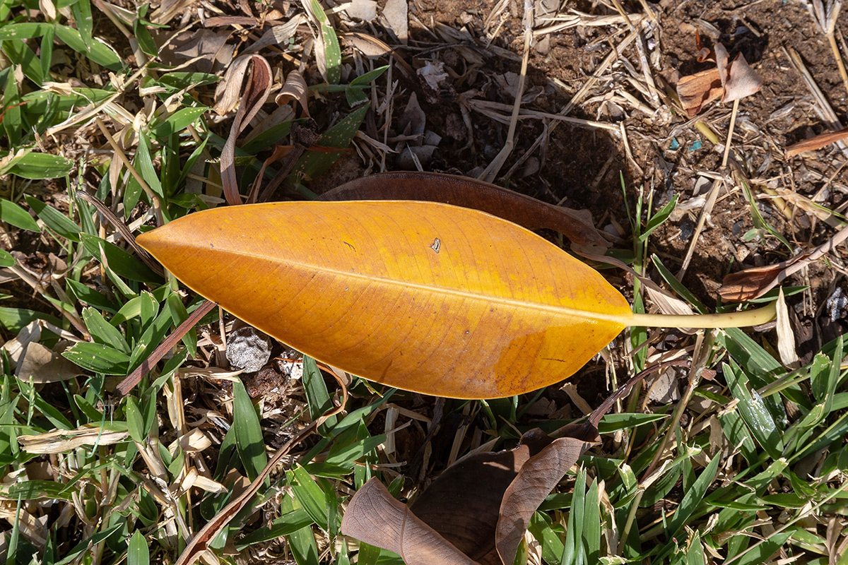 Изображение особи Ficus rubiginosa.