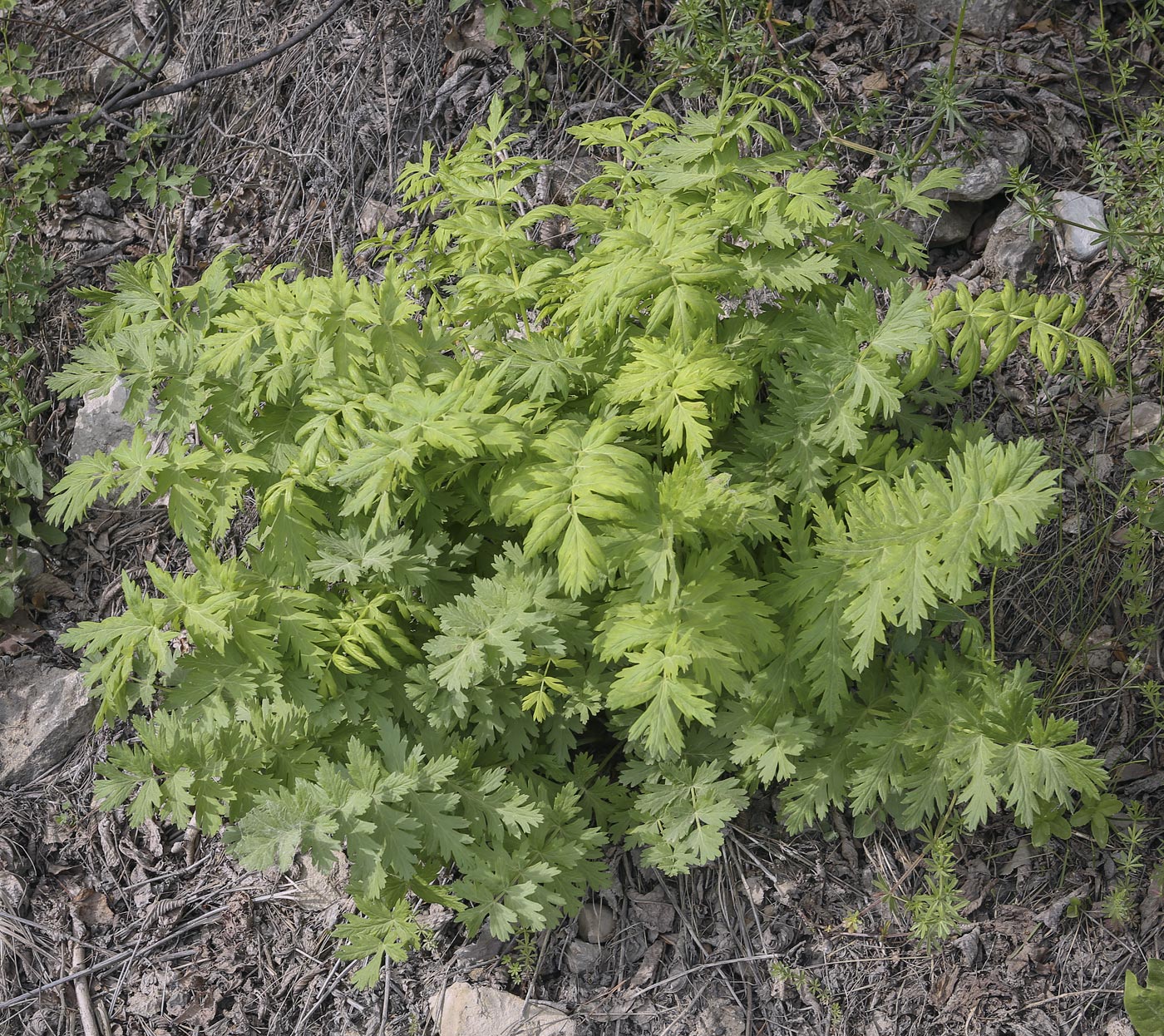 Image of Seseli libanotis specimen.