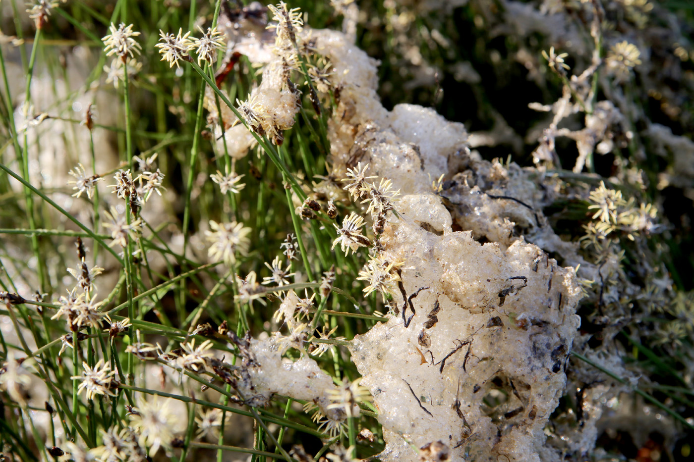 Image of genus Eleocharis specimen.