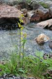 Solidago virgaurea подвид lapponica. Цветущие растения в сообществе с цветущими Nardus stricta. Мурманская обл., Кольский р-н, долина р. Юринга ниже моста по дороге на Рыбачий п-ов, пойма, каменная россыпь на берегу реки, на частично задернованном валуне. 02.08.2022.