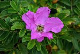 Rosa rugosa