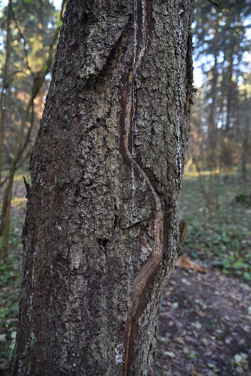 Image of Picea abies specimen.
