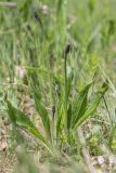 Plantago lanceolata. Цветущее растение. Ставропольский край, Кавказские Минеральные Воды, Бештаугорский заказник, каменистый склон. 04.05.2014.