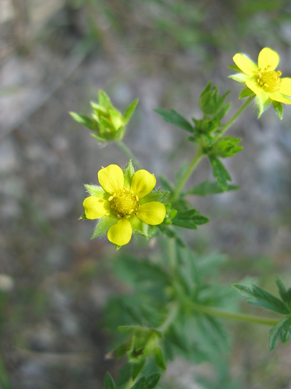 Изображение особи Potentilla argentea.