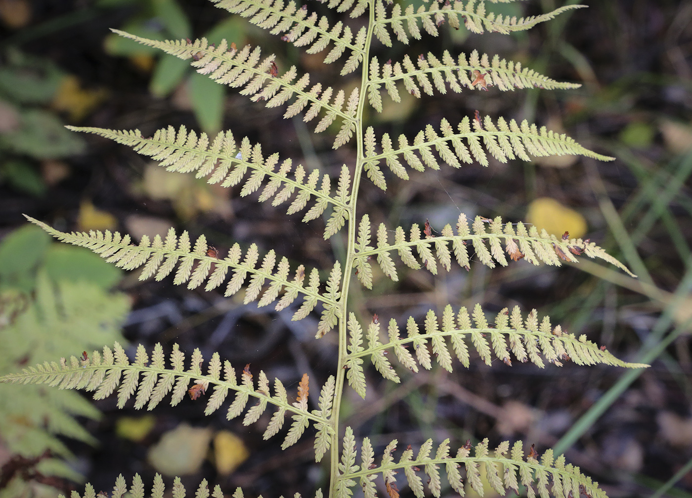 Изображение особи Athyrium filix-femina.