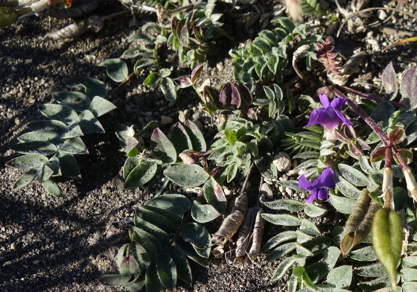 Изображение особи Oxytropis revoluta.