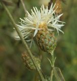 Centaurea rigidifolia