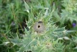 Cirsium pugnax