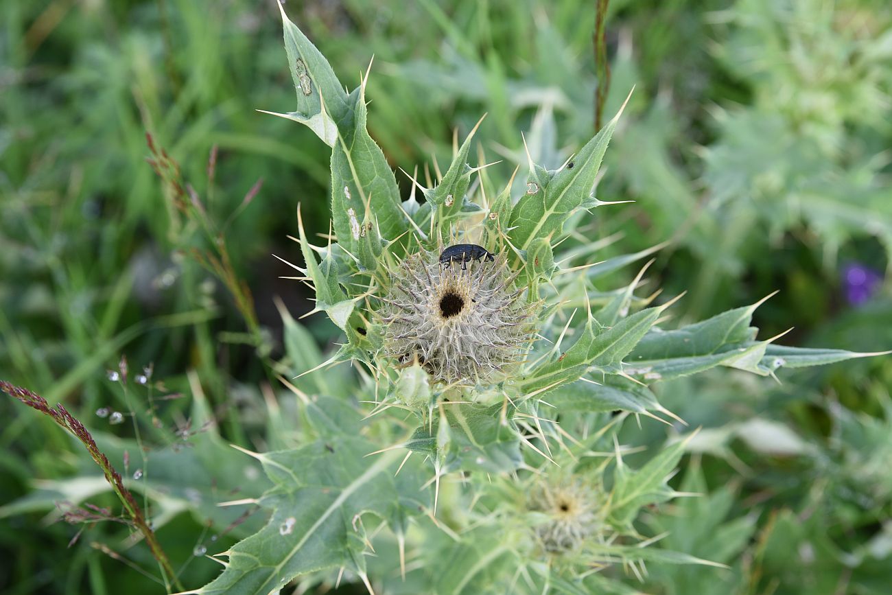 Image of Cirsium pugnax specimen.