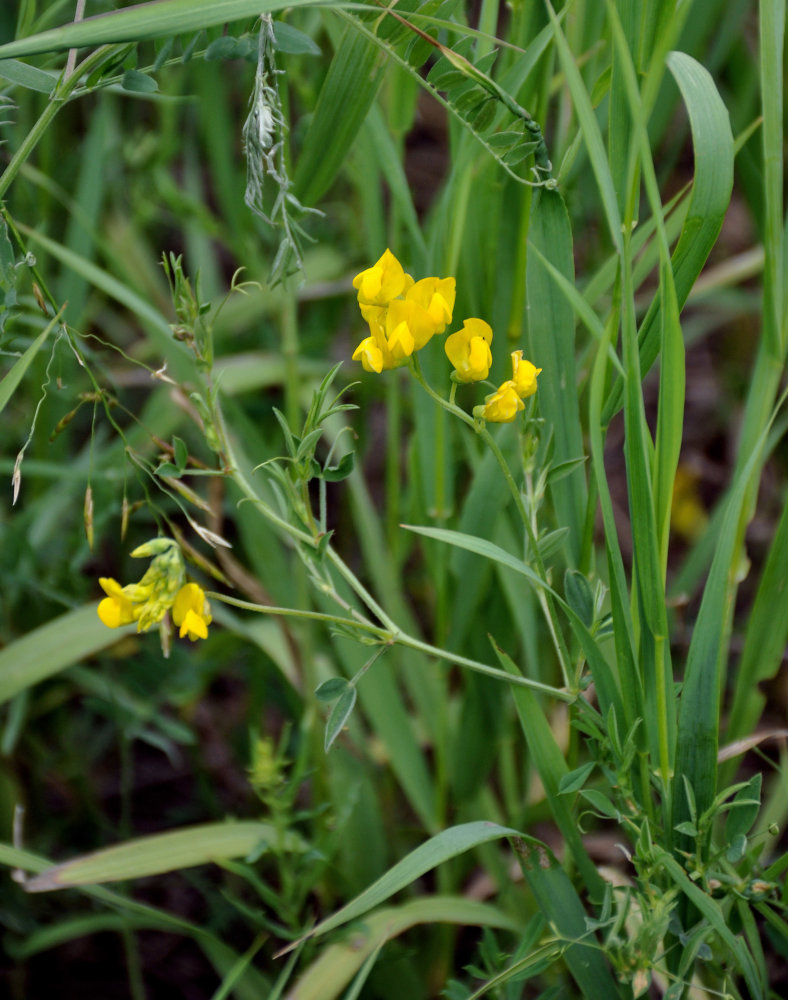 Изображение особи Lathyrus pratensis.