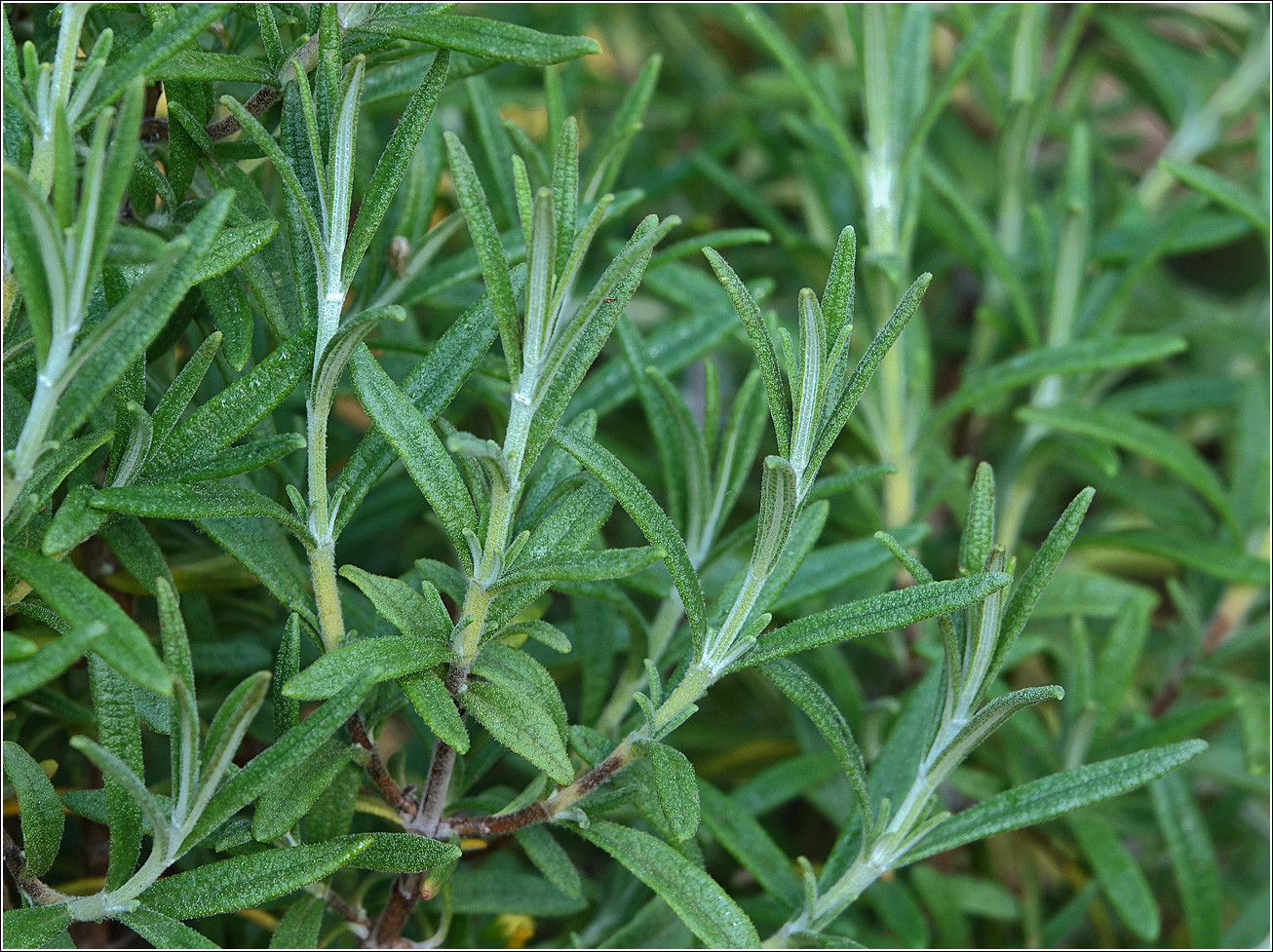 Изображение особи Rosmarinus officinalis.