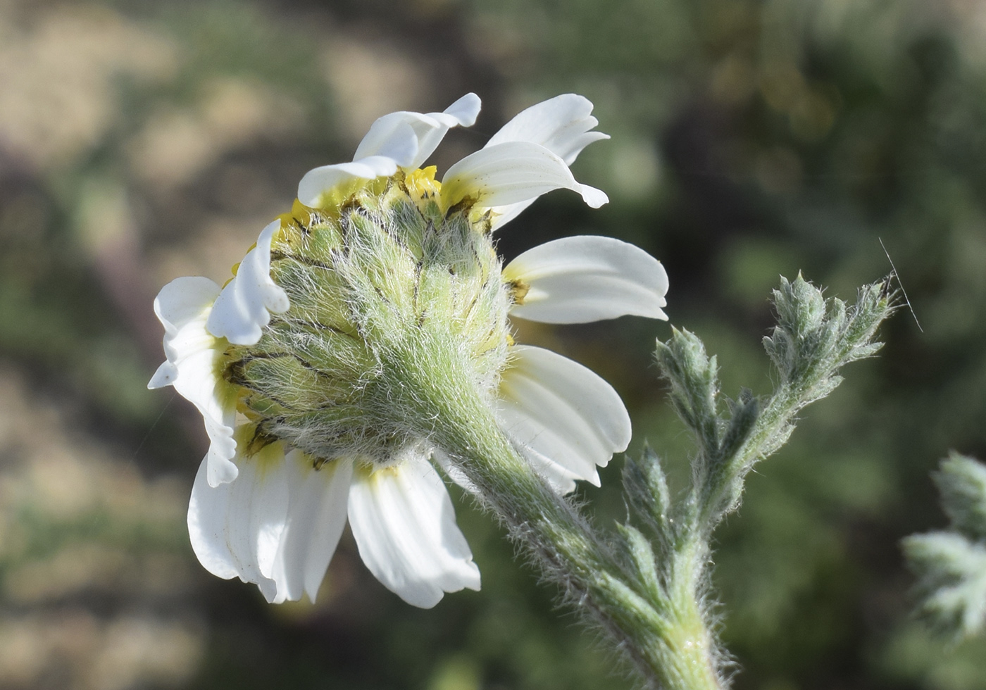Image of Anacyclus clavatus specimen.