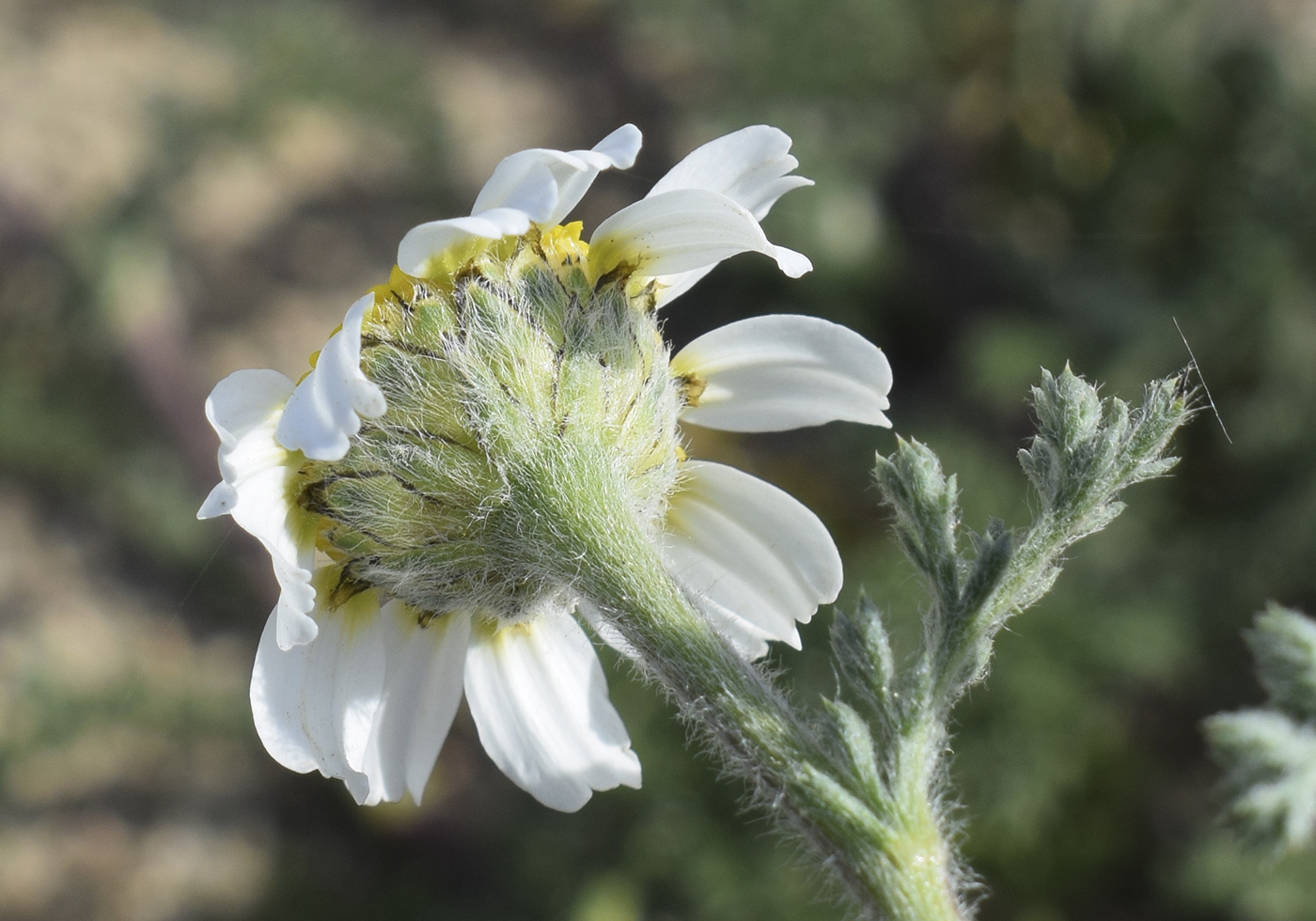 Изображение особи семейство Asteraceae.