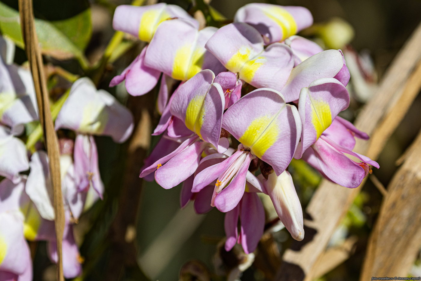 Изображение особи семейство Fabaceae.