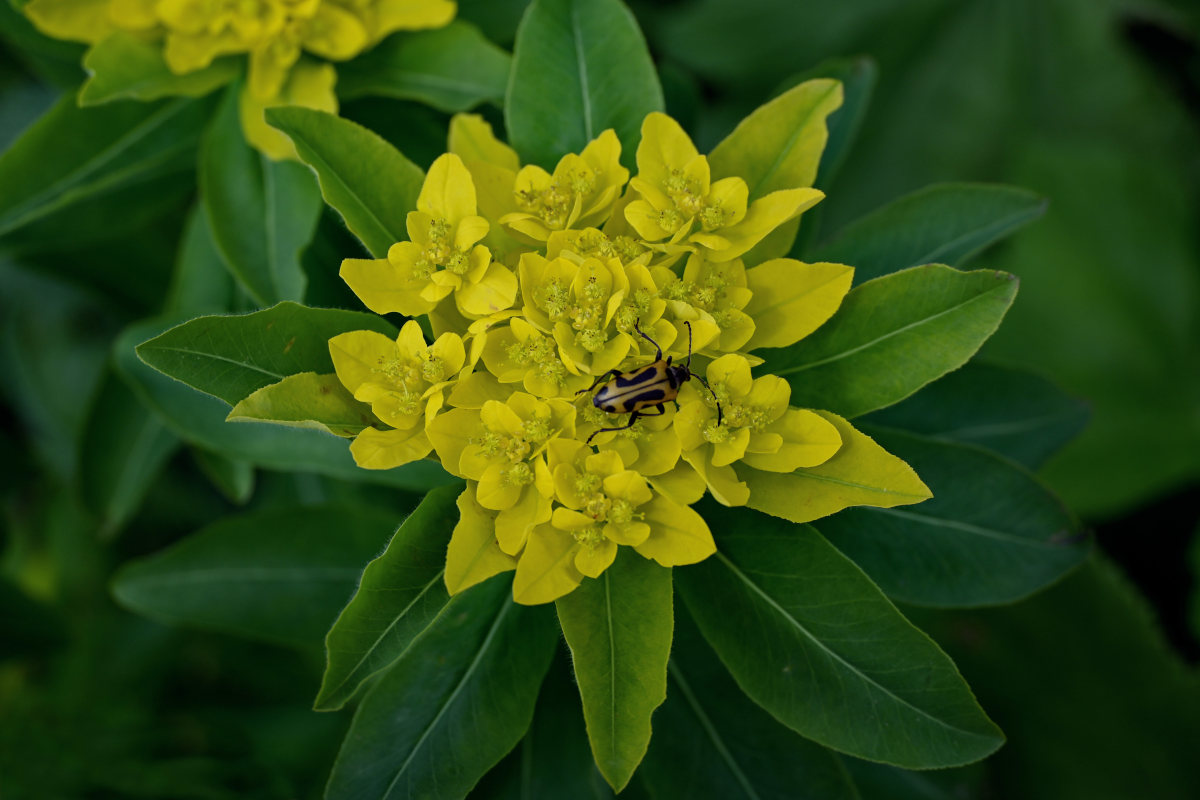 Изображение особи Euphorbia pilosa.