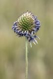 Dipsacus dipsacoides