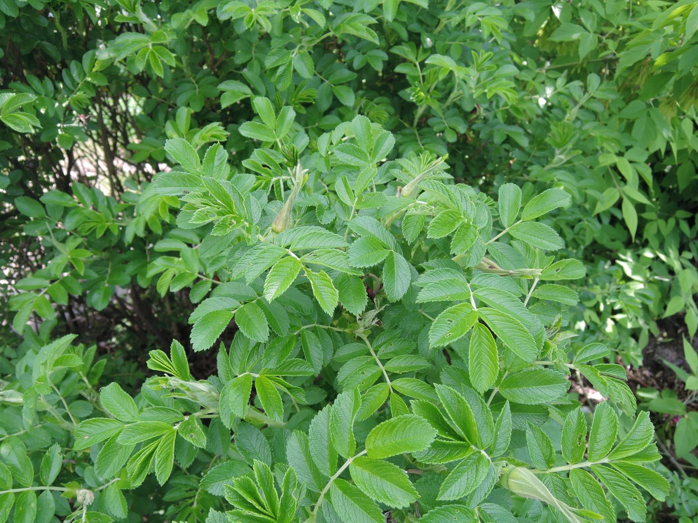 Image of Rosa rugosa specimen.