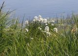 Cardamine pratensis