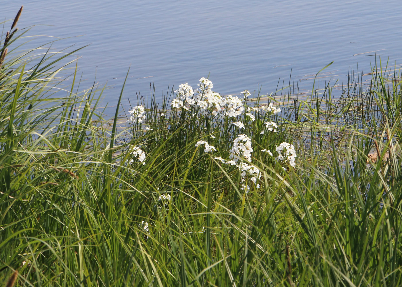 Изображение особи Cardamine pratensis.